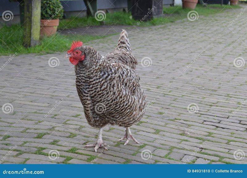 Chicken road demo in Netherlands